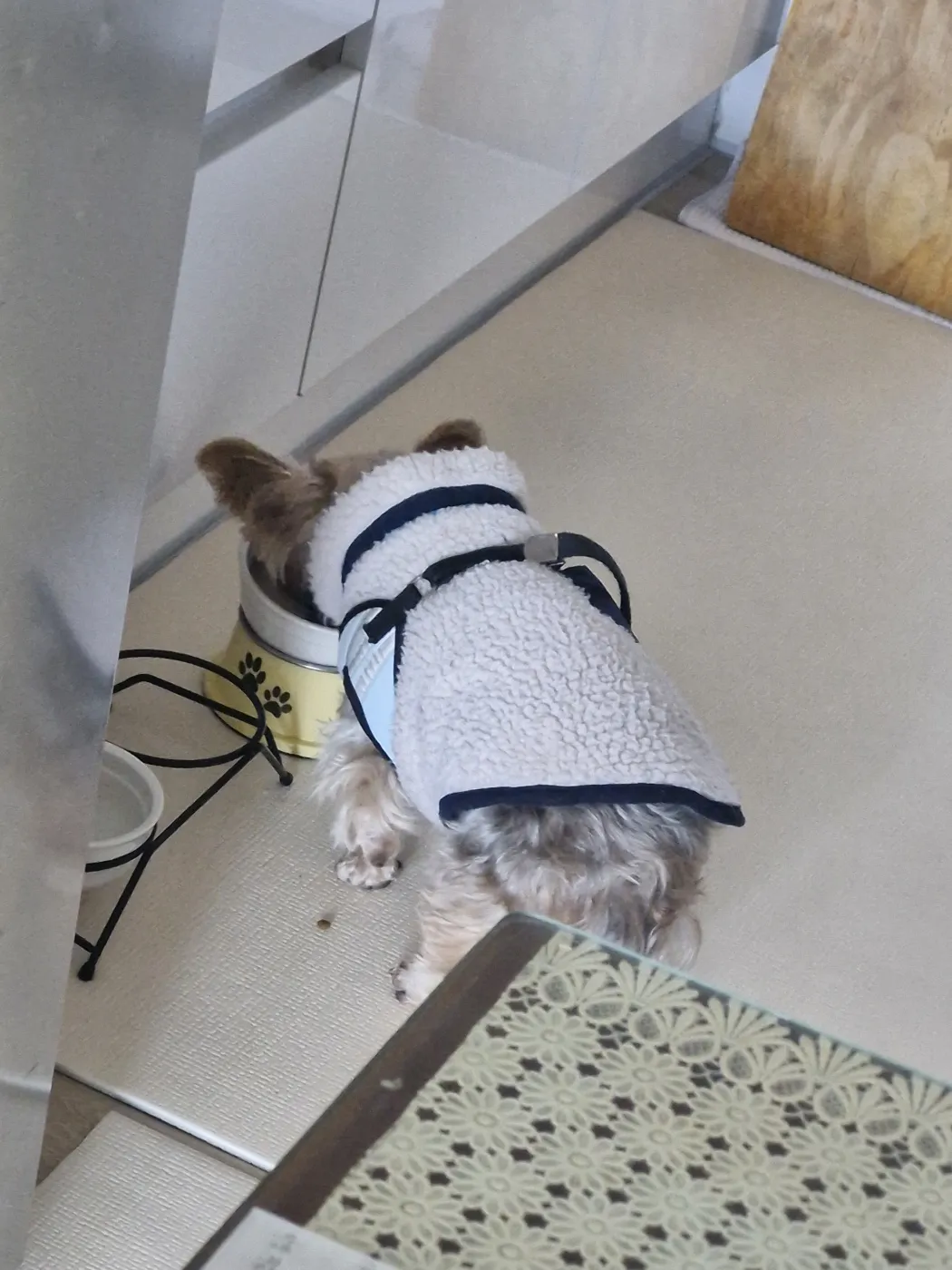강아지 사료 먹는 반이 사진
