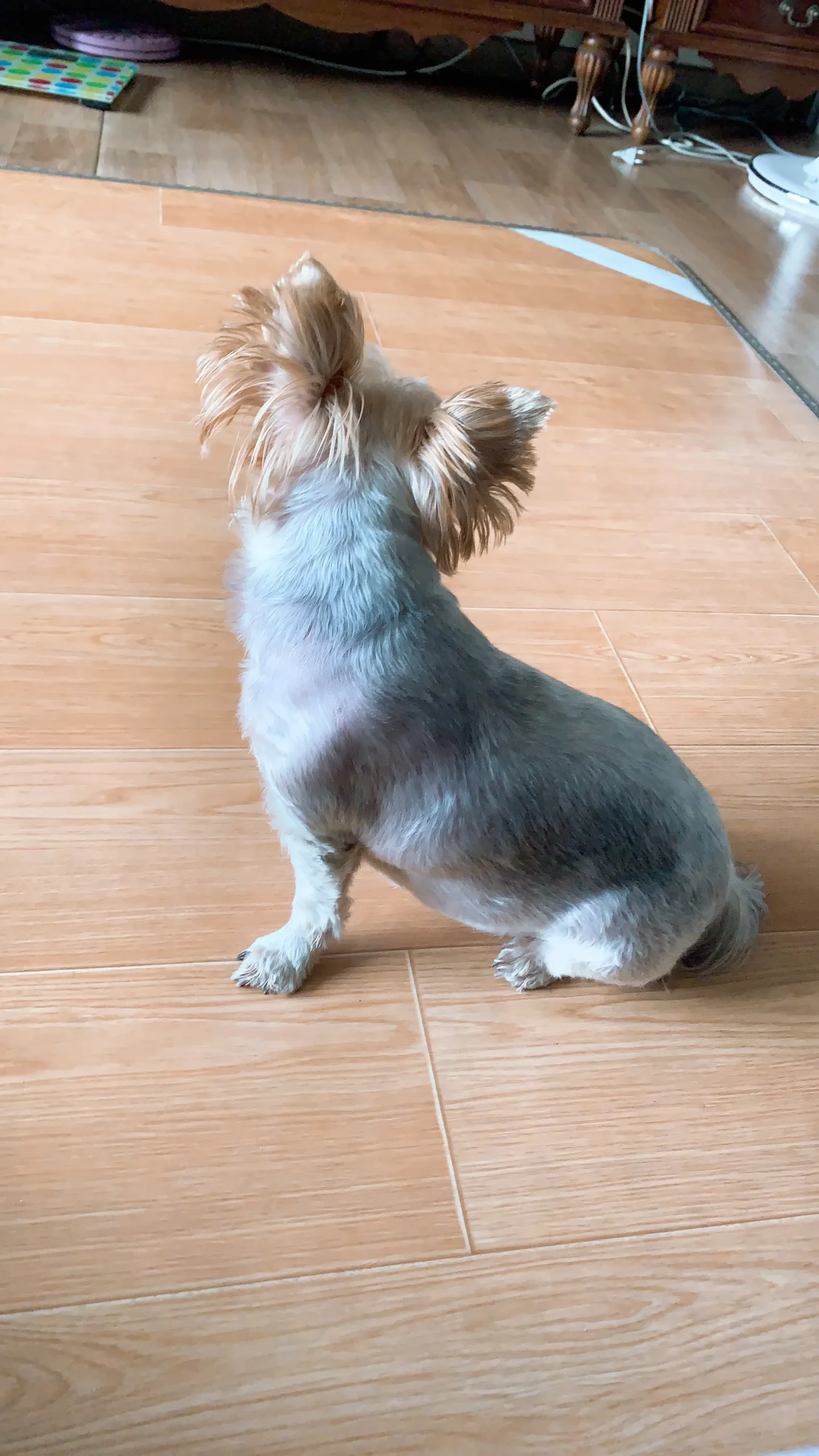강아지 미용 후 사진