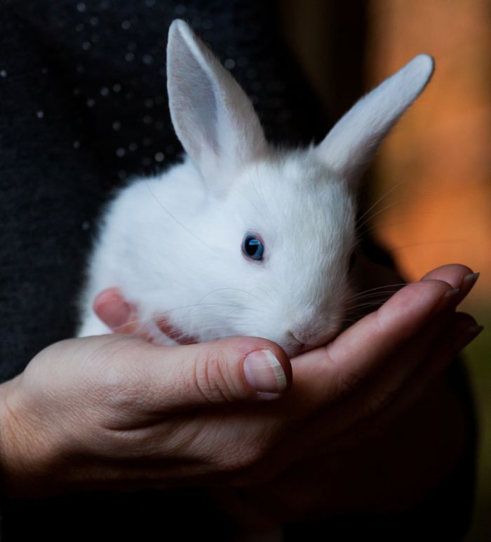 hero-img-01 A close-up of a cute white rabbit nestled in human hands, evoking warmth and tenderness.