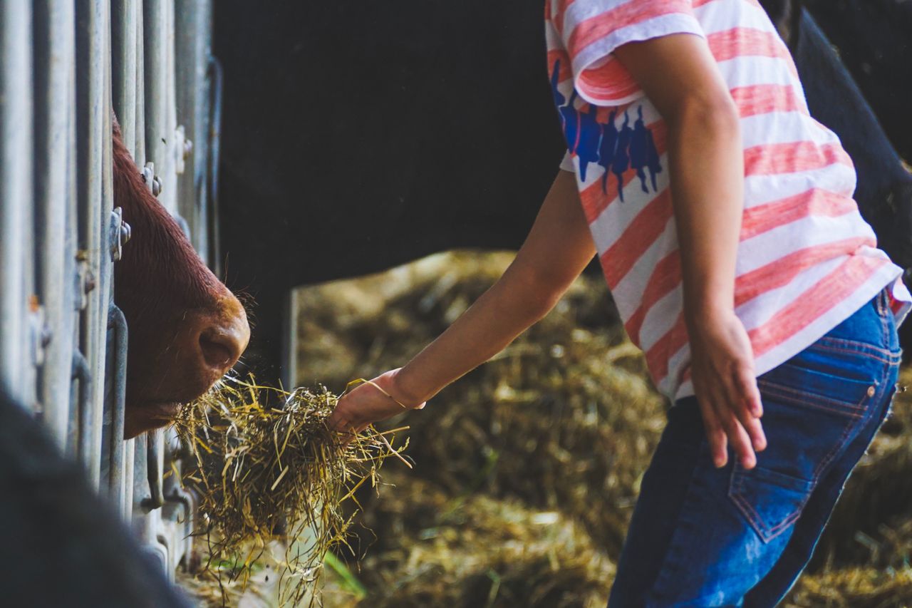 hero-img-02 A child in striped shirt feeding hay to a cow at a farm barn.