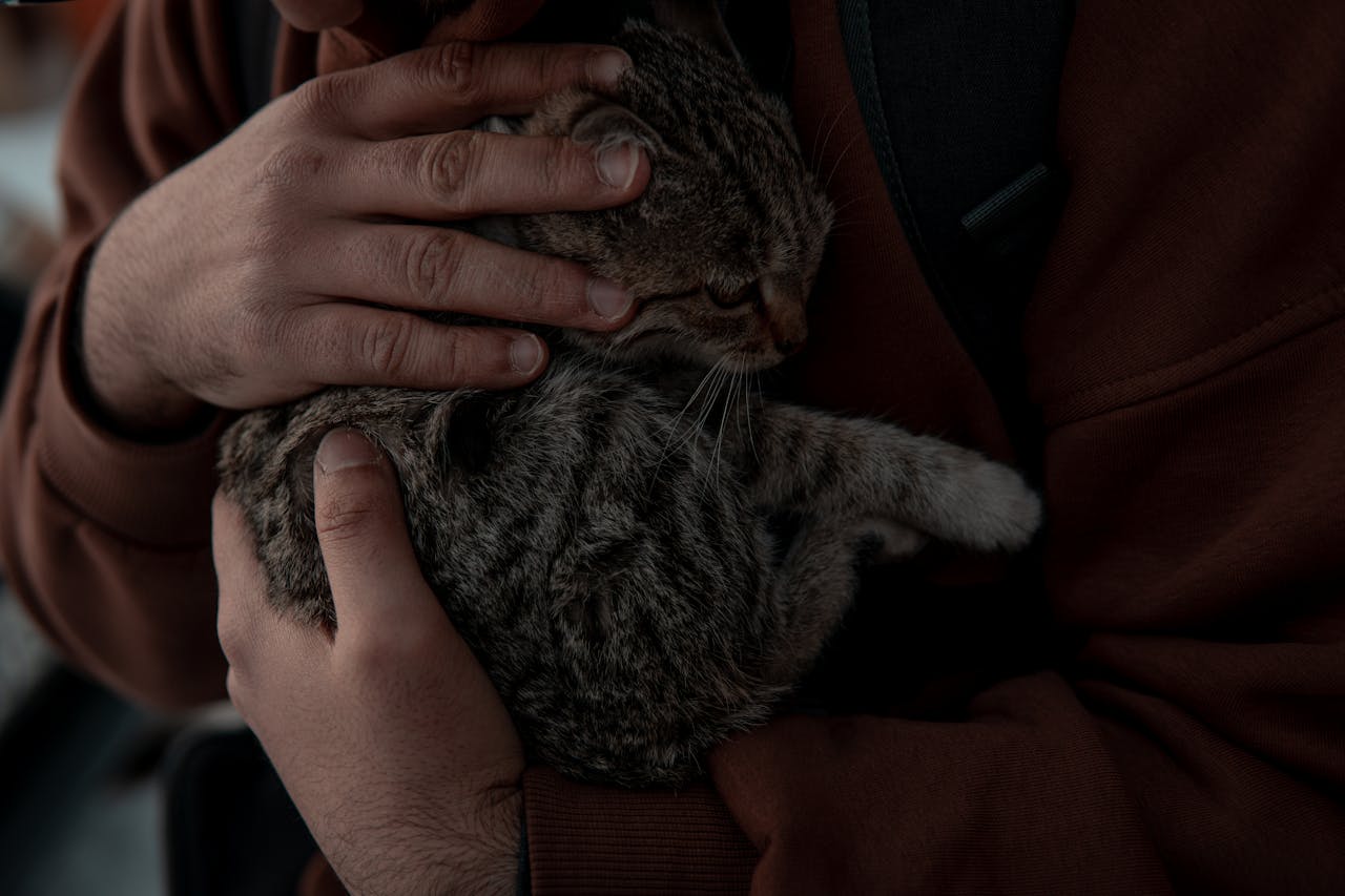 why-choose-us A person gently holds and comforts a tabby cat, capturing a tender and intimate moment.