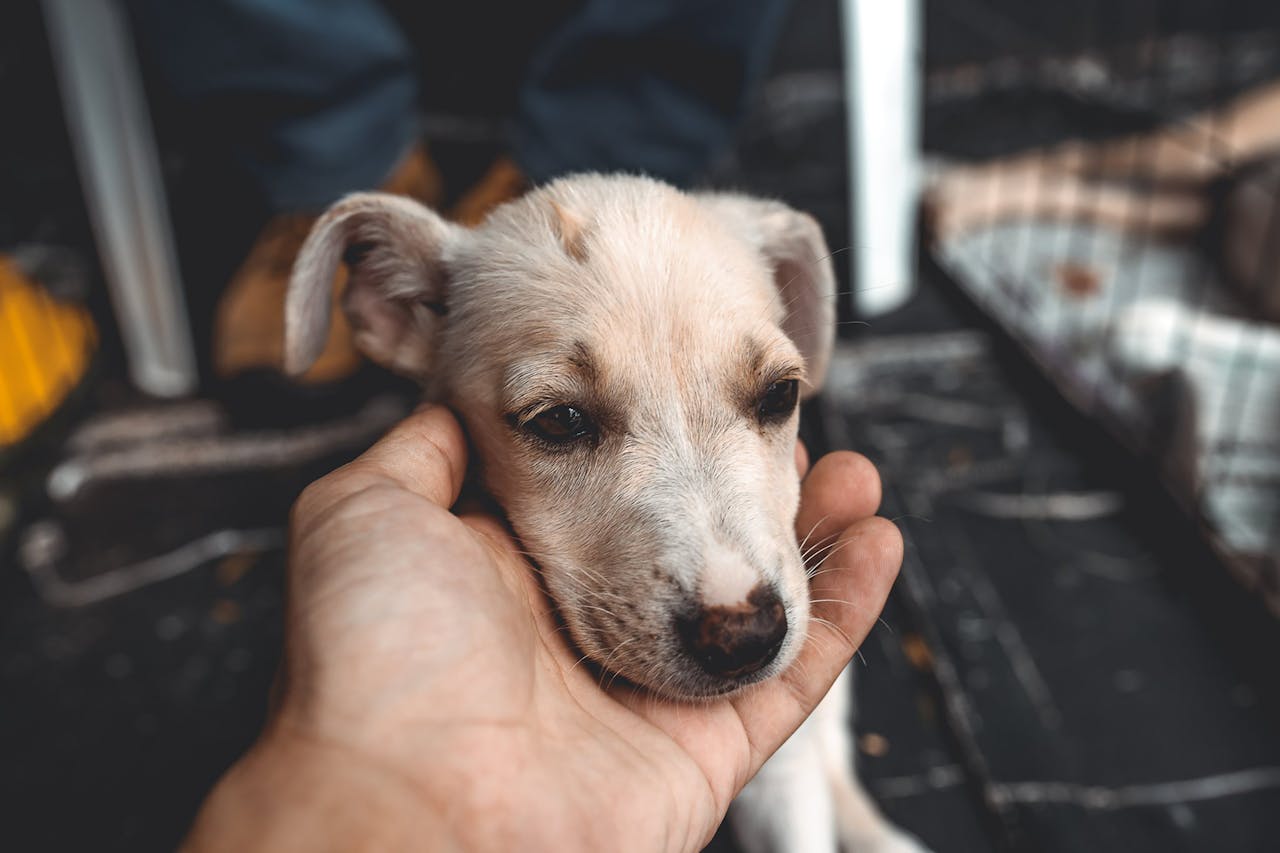 services-01 Close-up of a hand gently holding a puppy's head, evoking warmth and care.