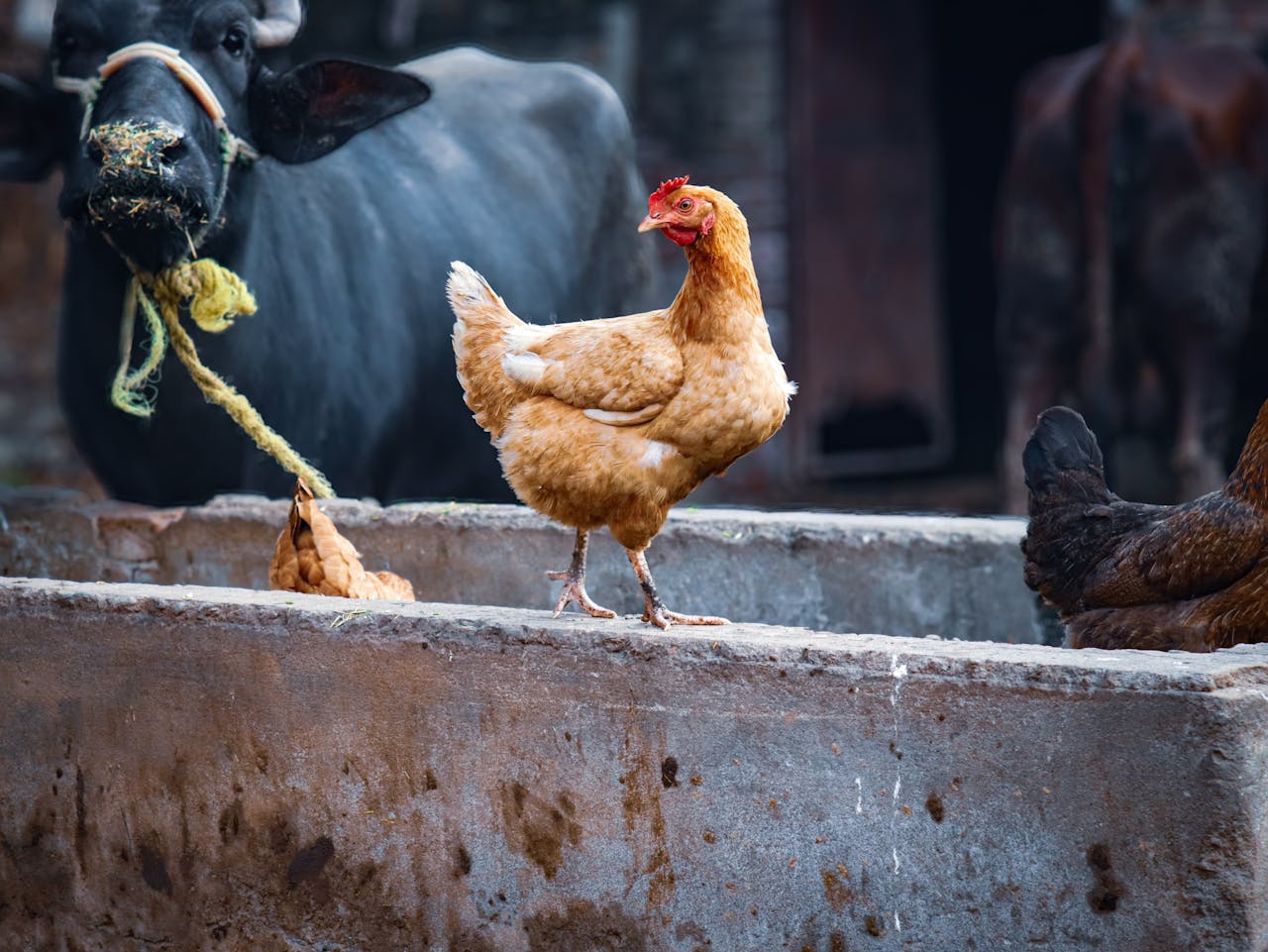 services-03 A lively farm scene featuring a cow and chickens in a rural setting, capturing the essence of farm life.