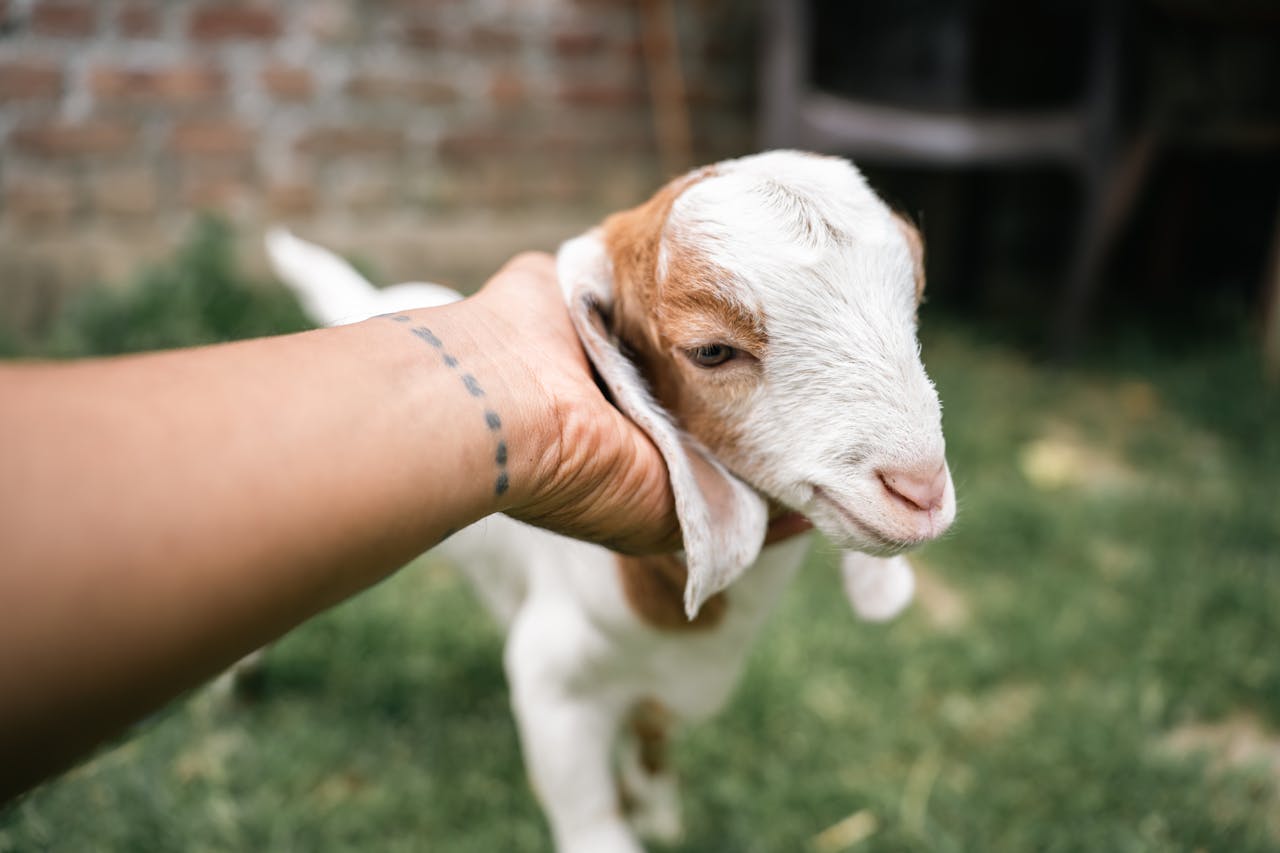 A person's tattooed hand gently holding a baby goat in a rural outdoor setting.