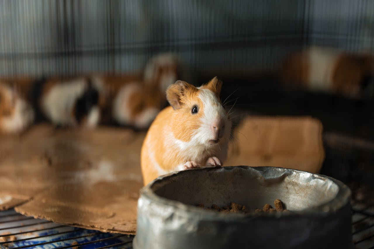 services-02 Adorable guinea pig peeking over a food bowl inside a cage. Perfect for pet care themes.