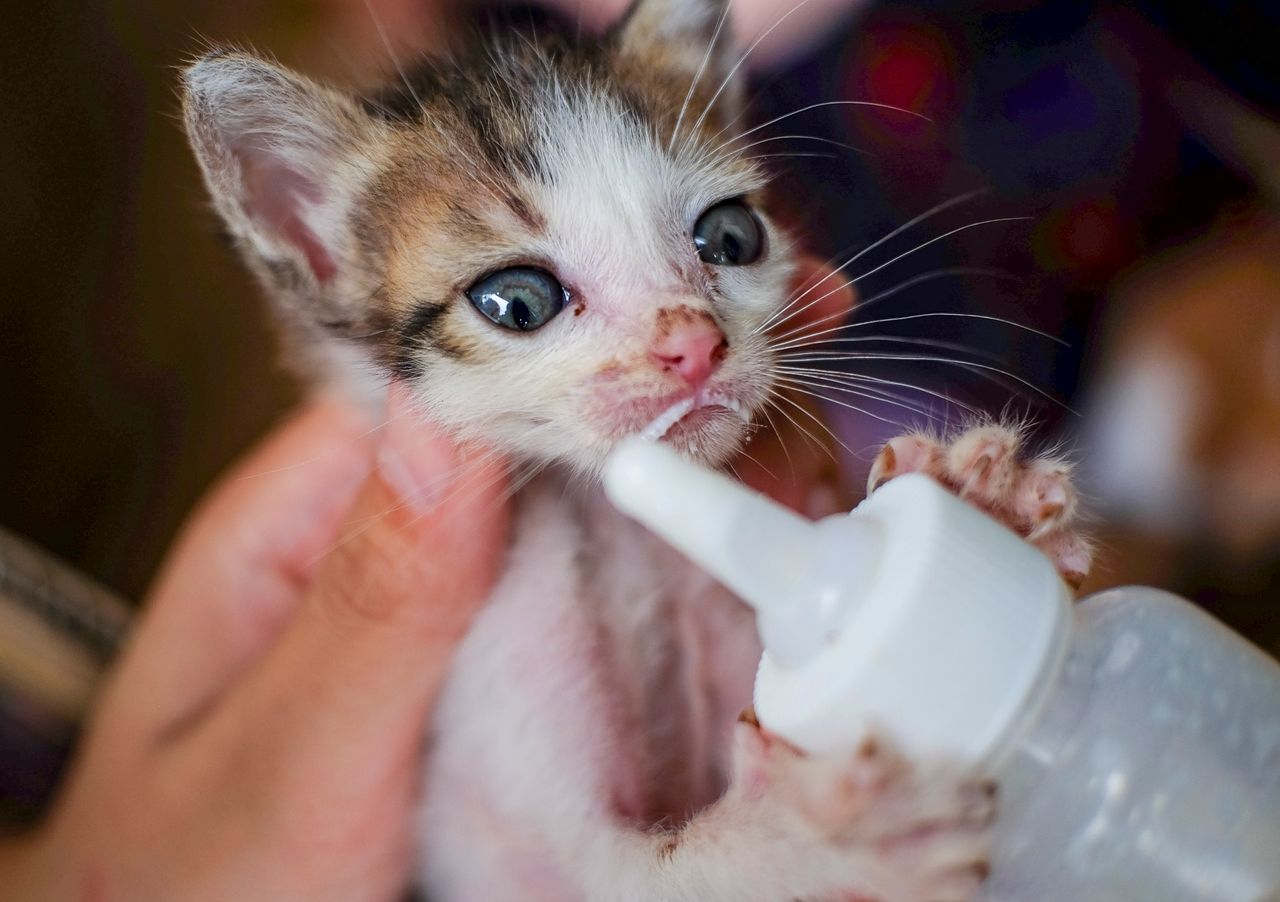about-01 Adorable kitten being bottle-fed, showcasing tender care and love.