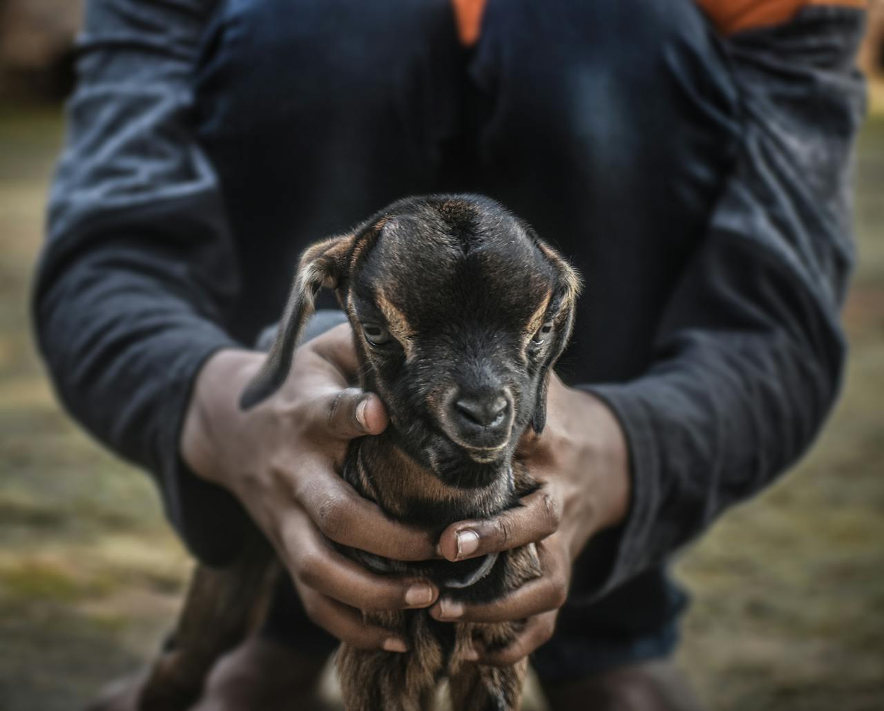 Close-up of hands gently holding a baby goat outdoors showcasing warmth and care.