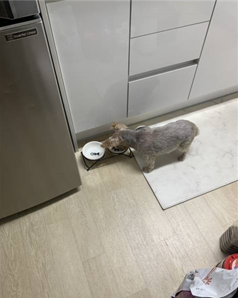 강아지 급수대