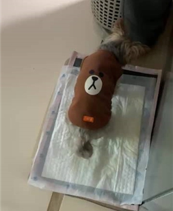 강아지 배변 훈련 사진
