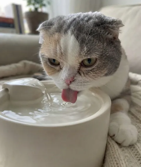 고양이 물그릇 섬네일