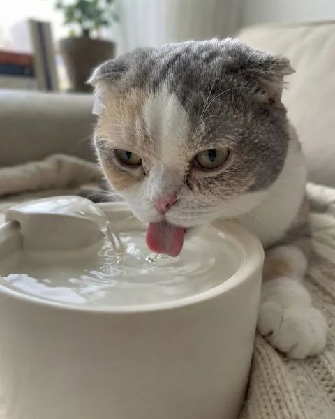 고양이 물그릇, 밥그릇 옆에 두는 게 문제였습니다