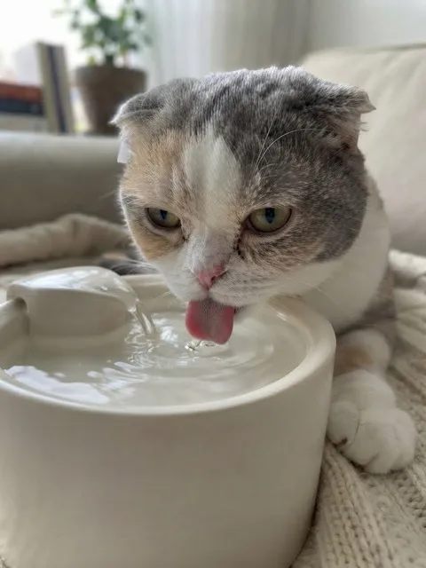 고양이 물그릇 섬네일