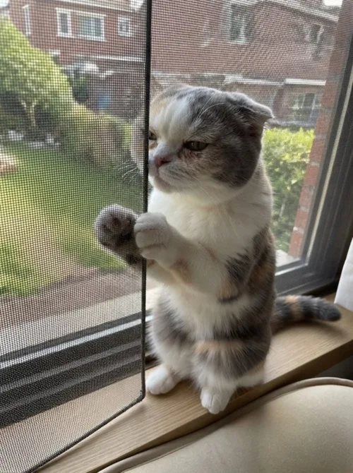 고양이 방묘창 사진