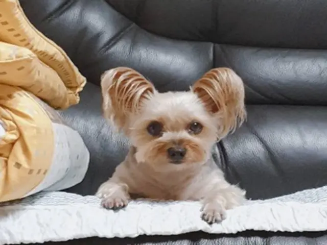강아지 잘나온 사진