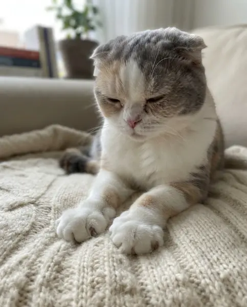 고양이 꾹꾹이 사진