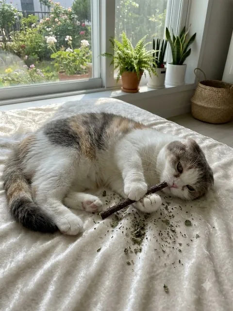 고양이 캣닢 가지고 노는 사진
